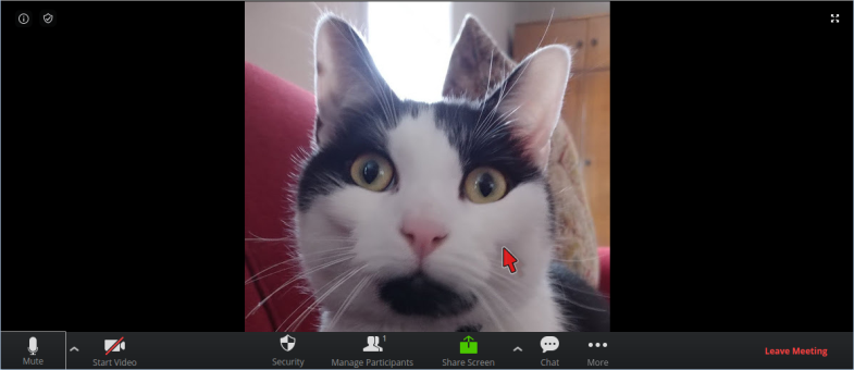 Zoom: Active Session