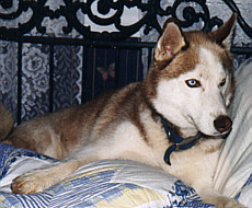 Frazier the Husky