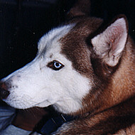 Frazier the Husky
